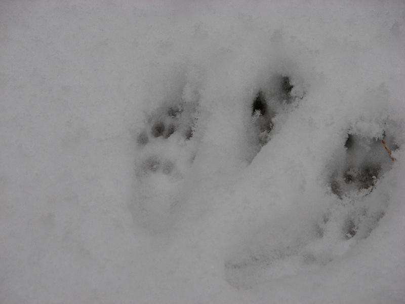 2008-12-07_First_Snow 012.jpg